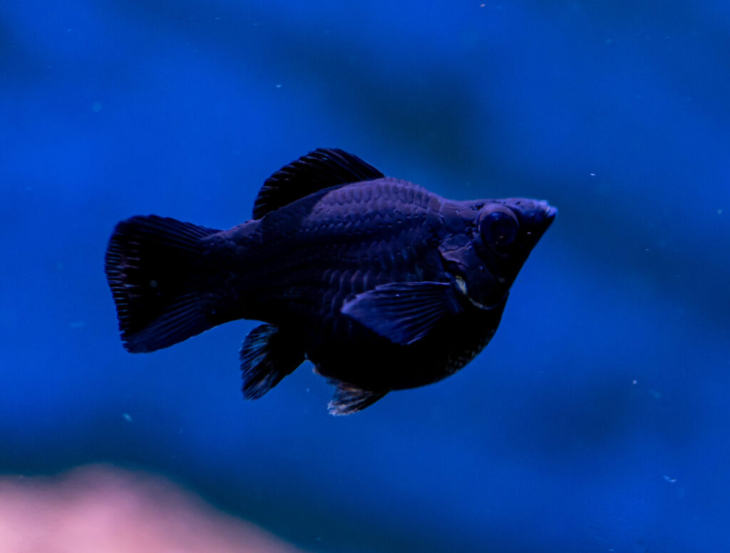 Black Roundtail Balloon Molly