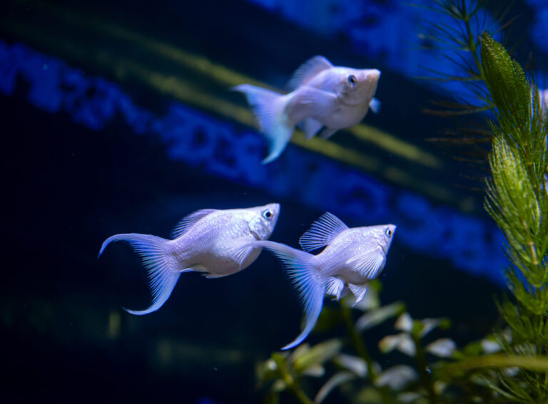 Molly Fish
