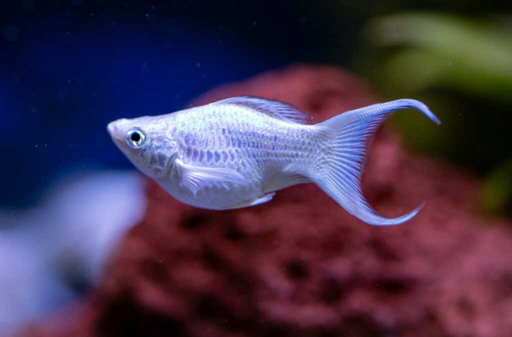 Velvet Bluefin Lyretail Balloon Molly