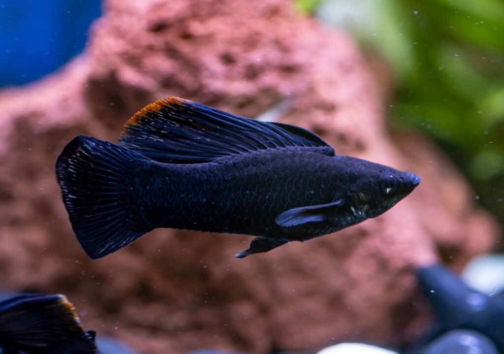 Black Longbody Molly