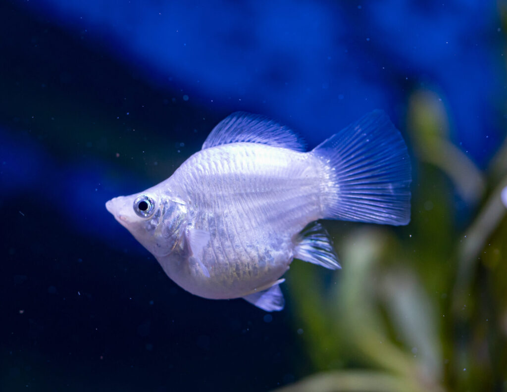 White Sailfin Molly