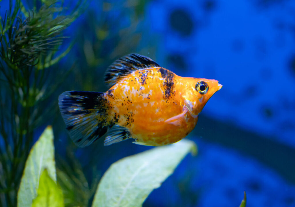 Leopard Balloon Molly