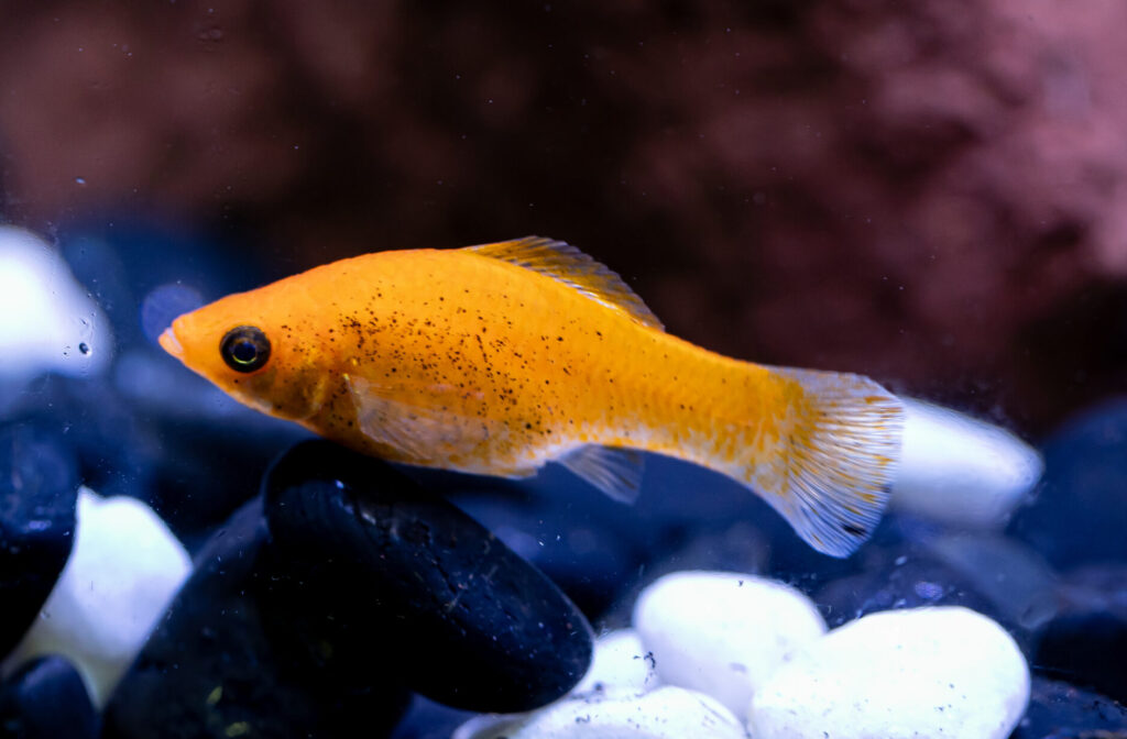 Gold Longbody Molly