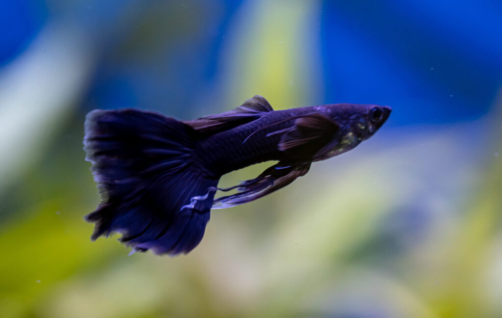 Full Black Pin Tail