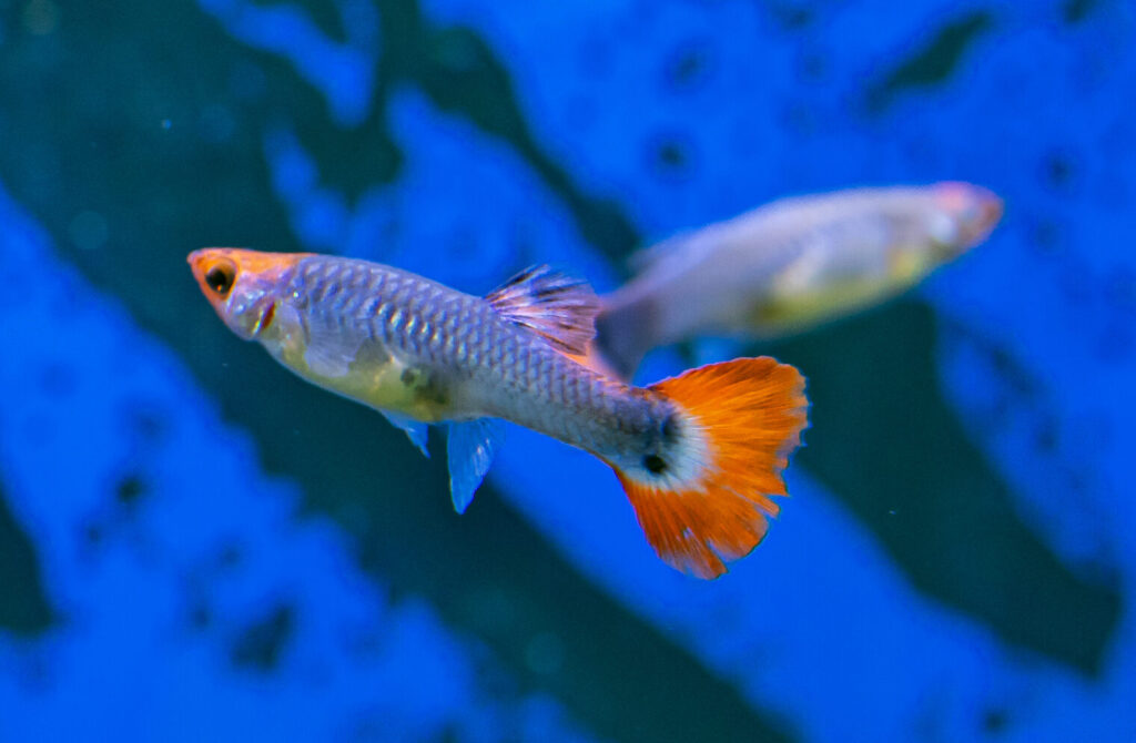 Red Cap Guppy