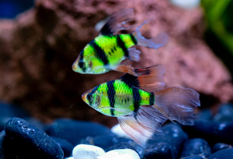Neon Green Wailtail