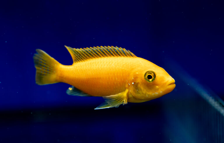 Malavi Fish