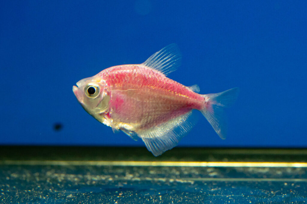 Pink Glow Tetra
