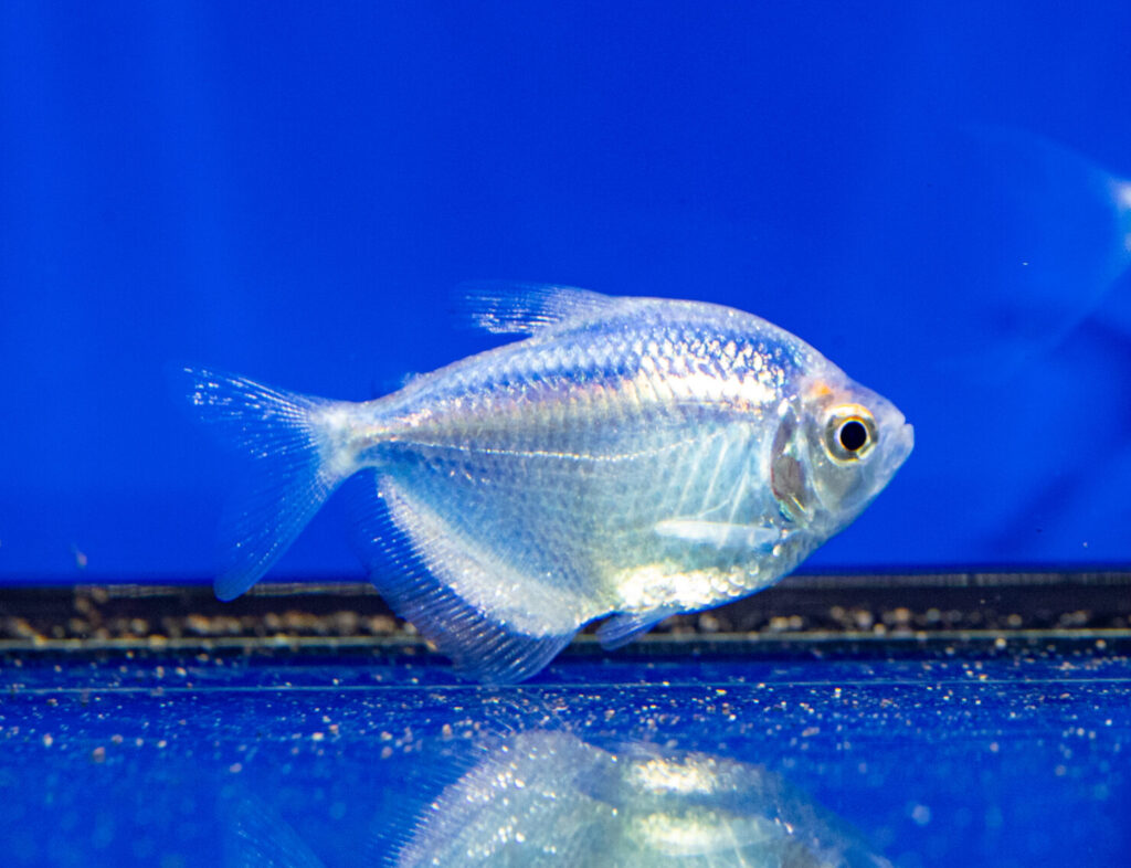 Glow Tetra