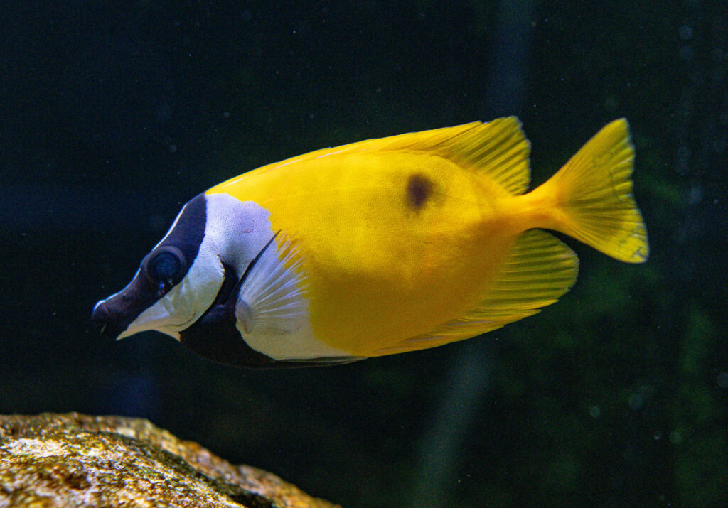 Fox Face Fish