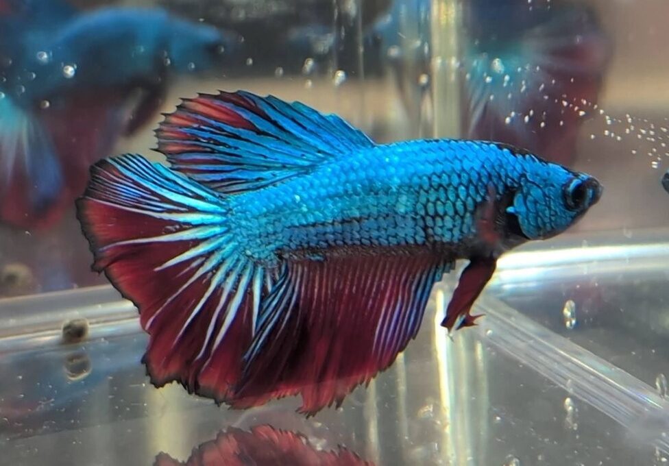 Blue Red Halfmoon