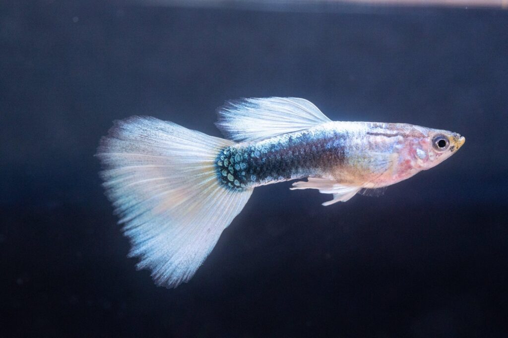 Half Black White Tail
