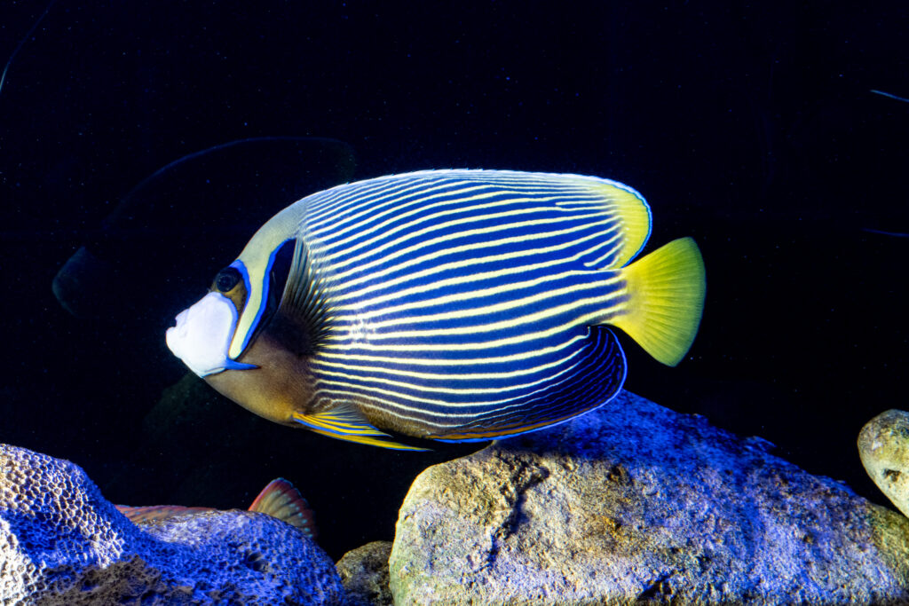 Empror Angel Fish