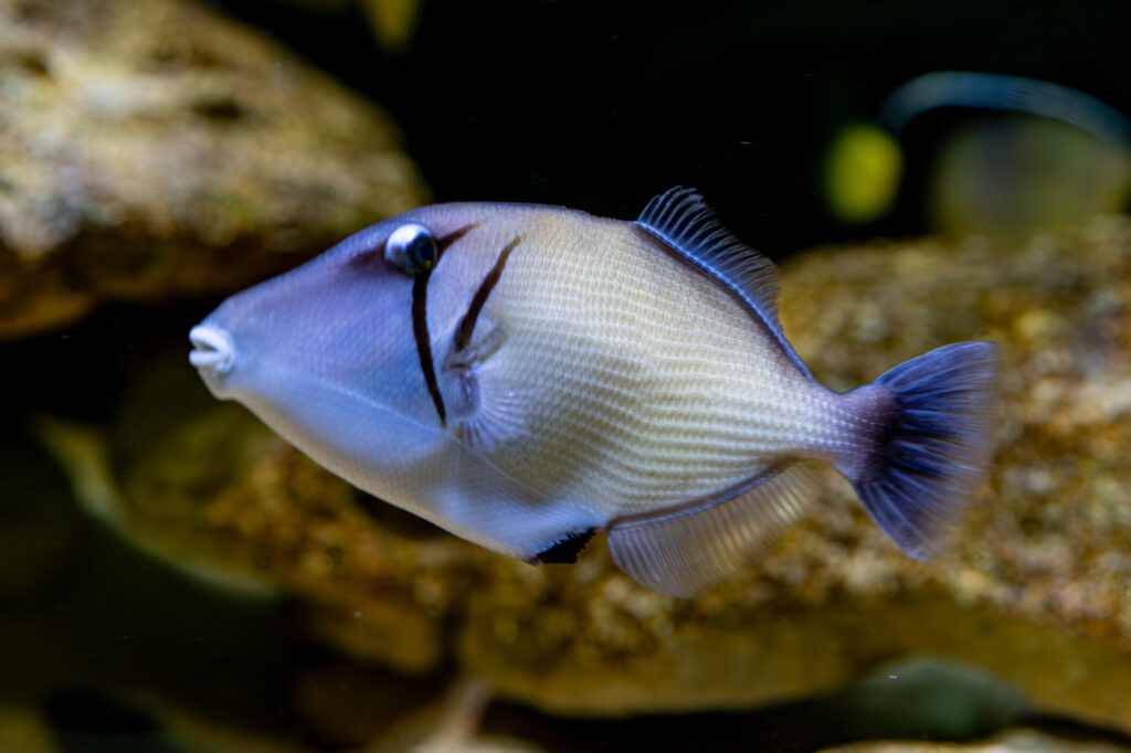 Boomerang Trigger Fish