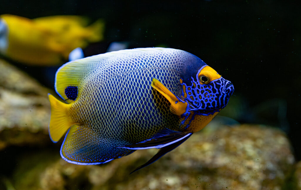Blue Faced Angel Fish