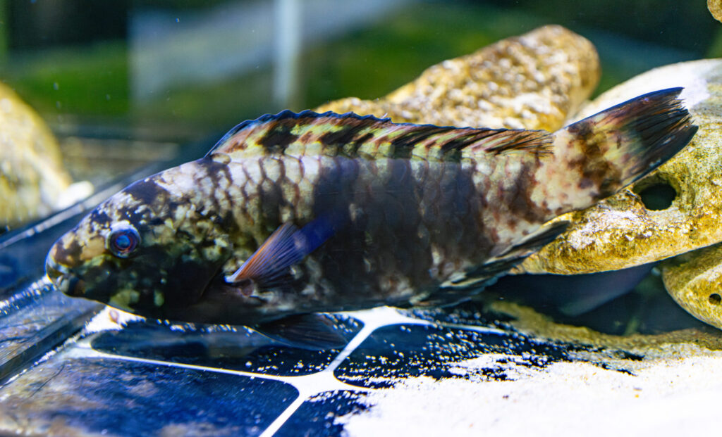Parrot Fish