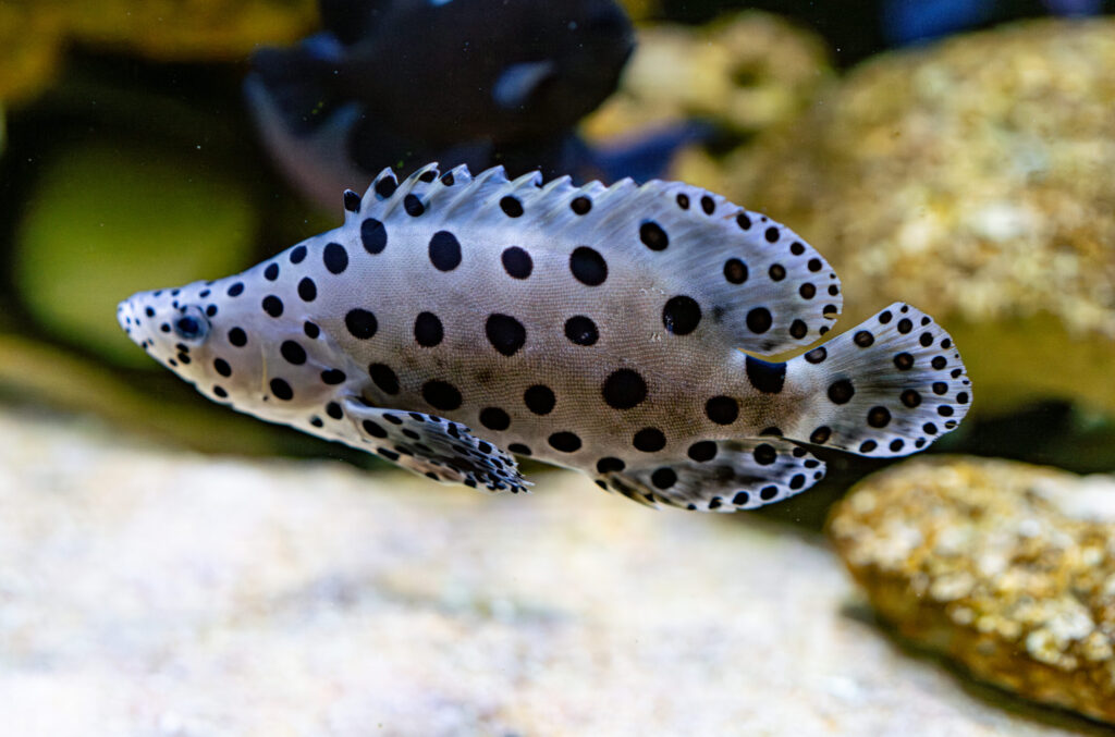 Panther Grouper