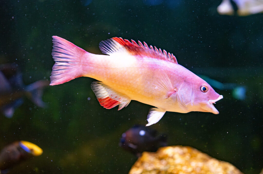 Bay of Bengal Hogfish