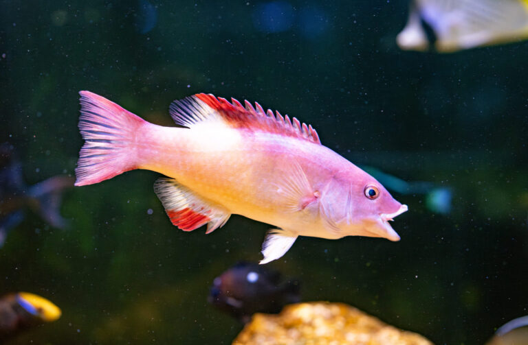 Wrasses