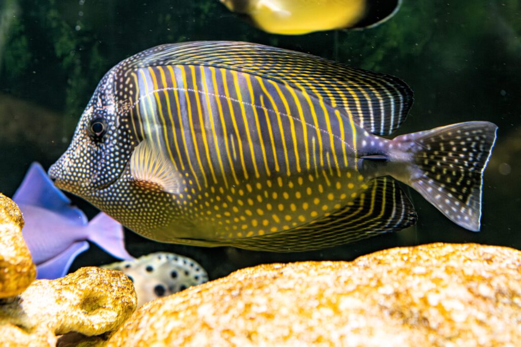 Desjardins Sailfin Tang Fish