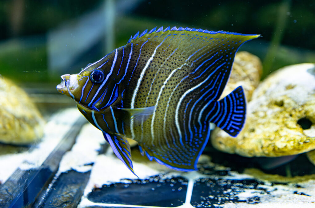 Koran Angel Fish