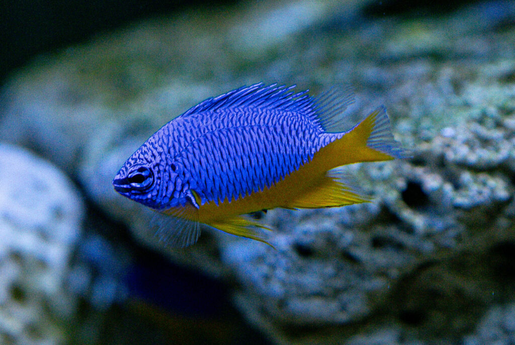 Kupang Damsel