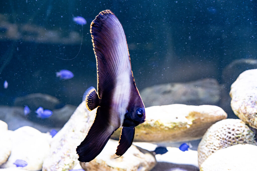 Dusky Bat Fish