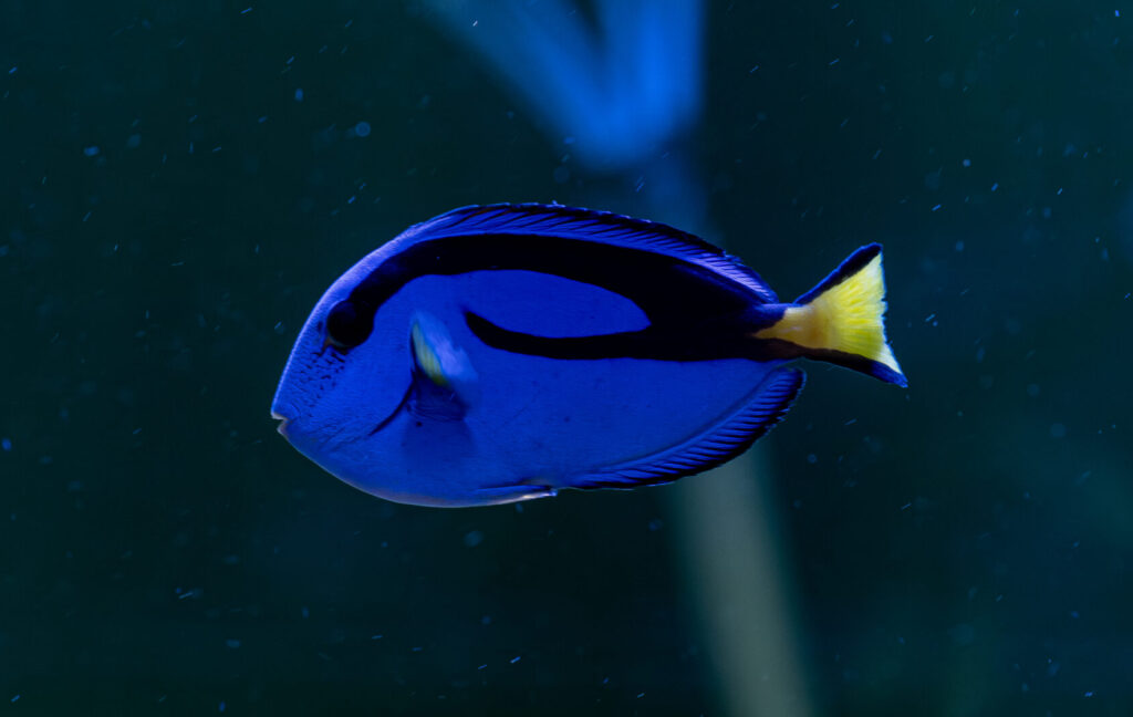 Blue Tang Fish