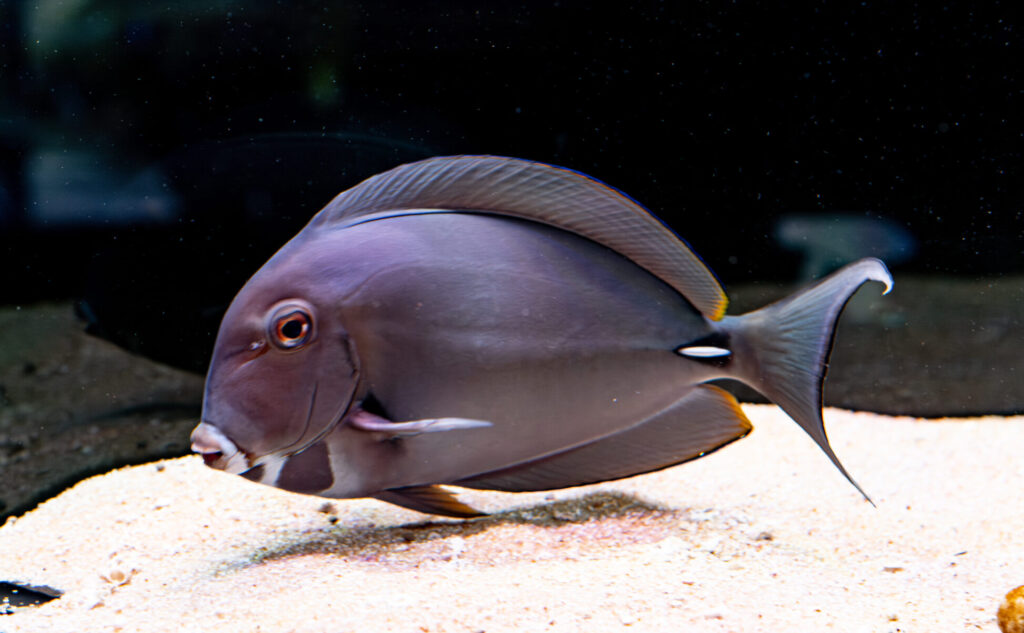 Black Surgeon Tang Fish