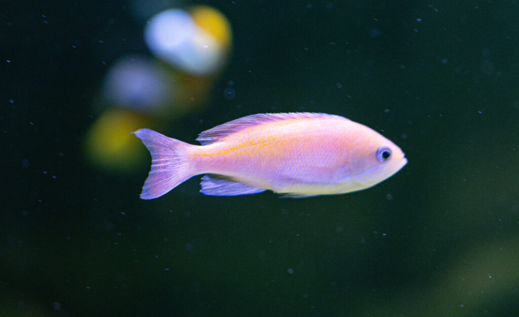 Kashiwae Anthias