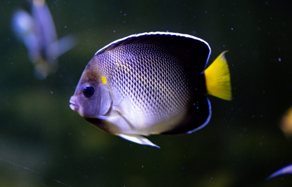 Yellowtail Black Angel Fish