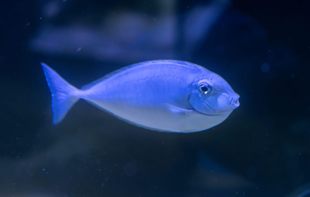 Blue Tail Naso Tang Fish