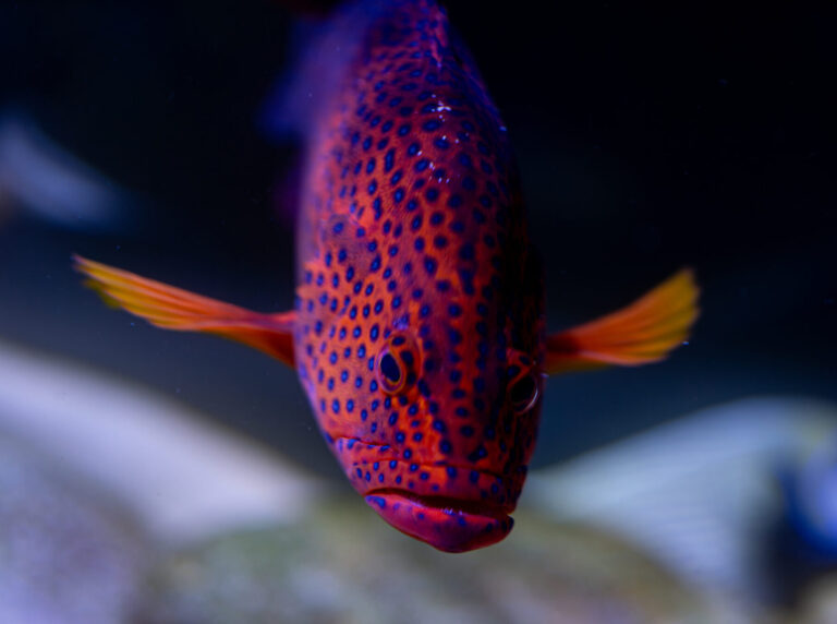Grouper Fish
