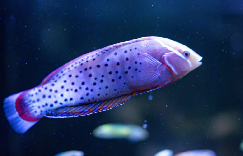 Coris Gaimard Wrasse