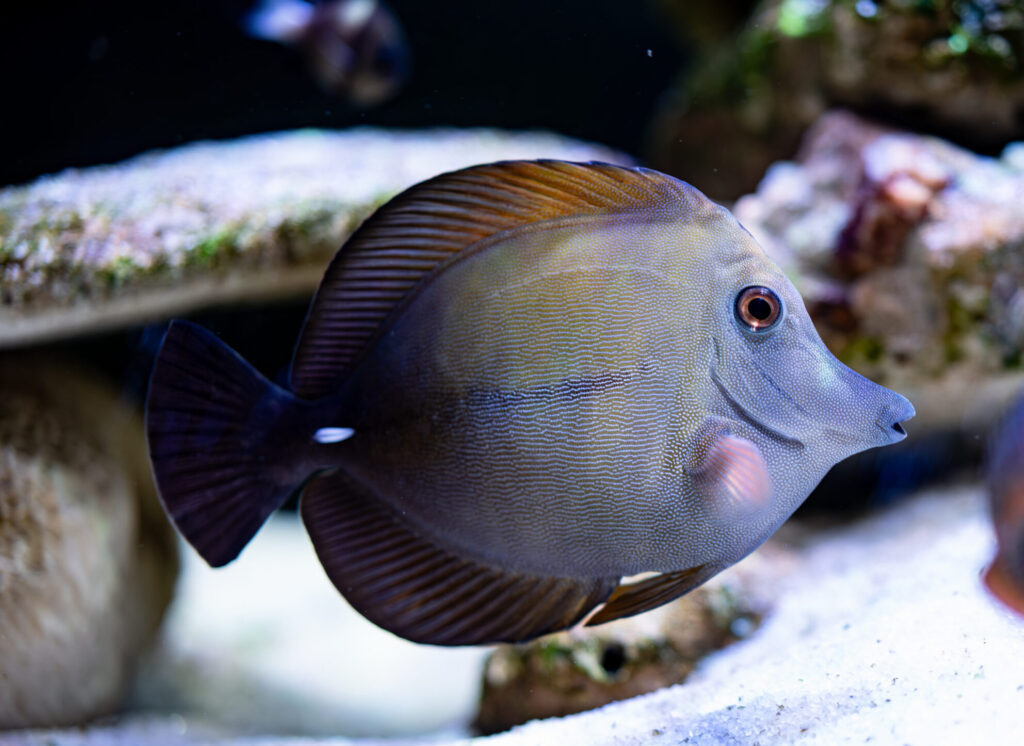 Scopas Tang Fish