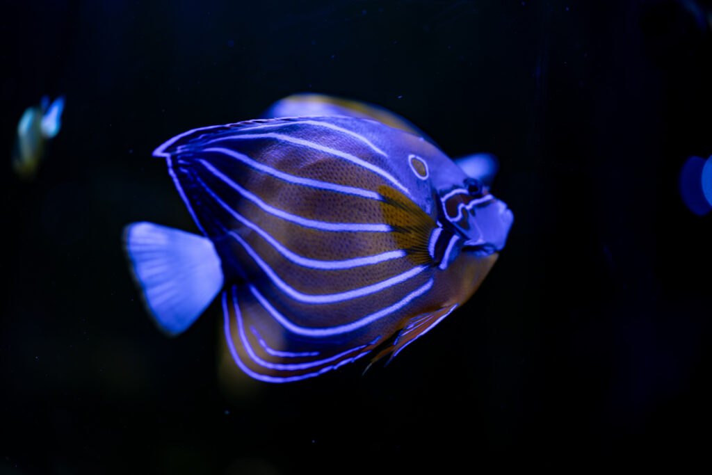 Blue Ringed Angel Fish