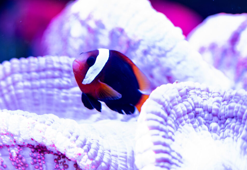 Tomatoo Clown Fish