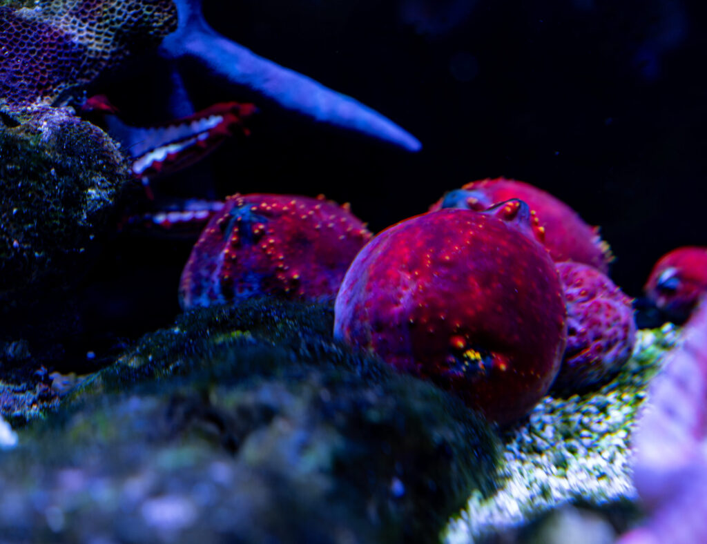 Sea Apple