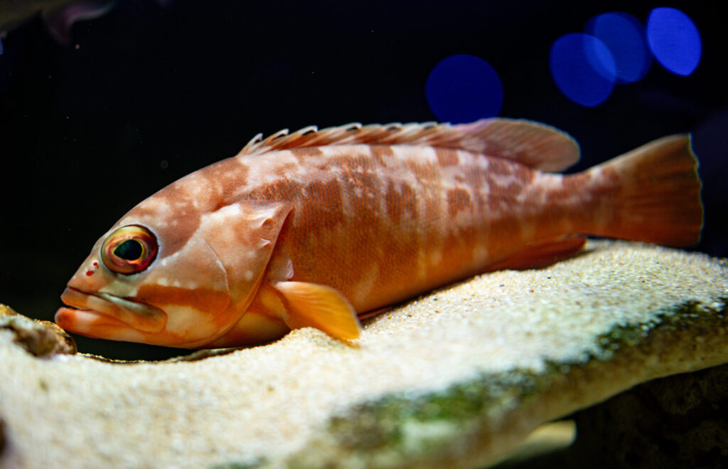 Blackip Grouper