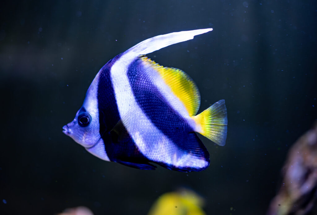 Banner Fish