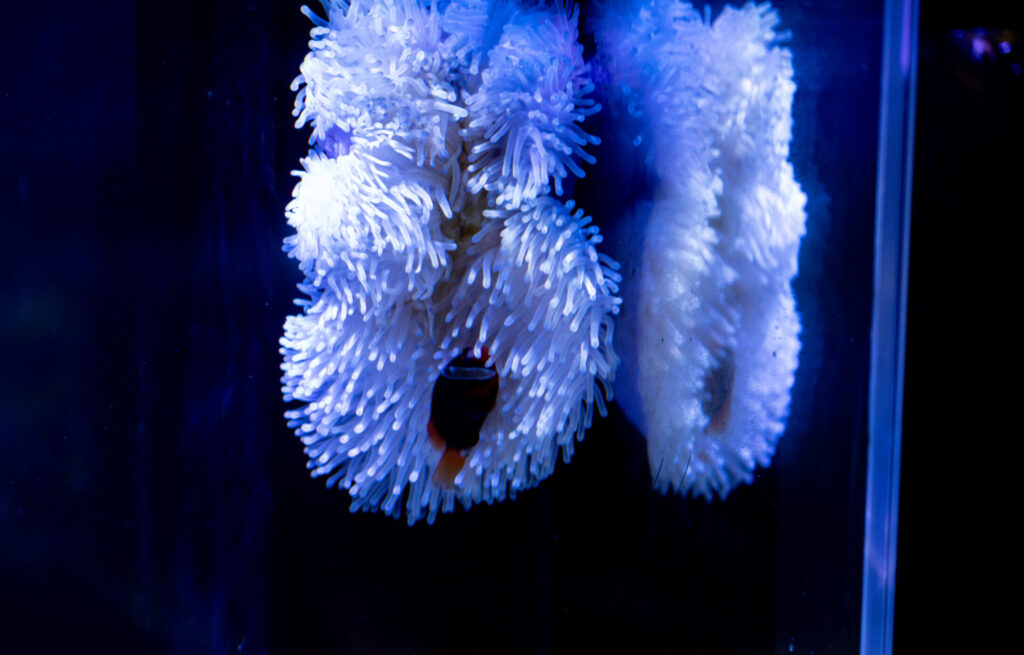 Long Tentacle Anemone