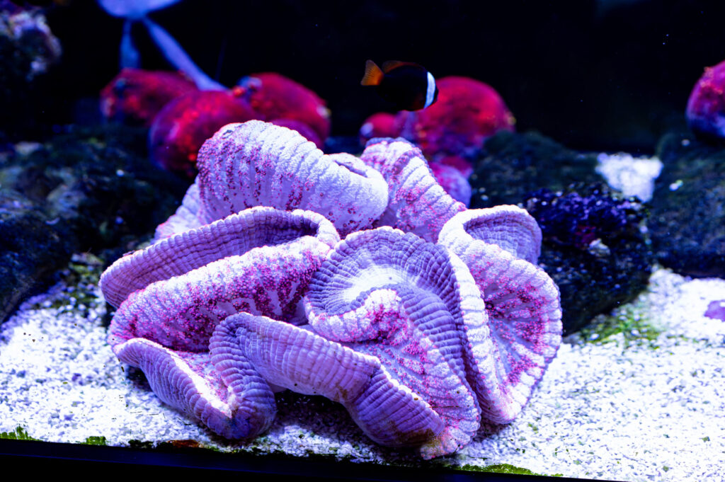 Red Carpet Anemone