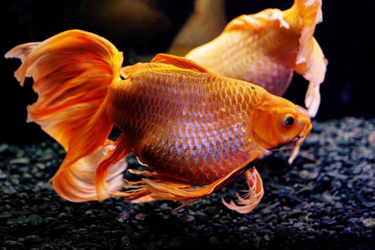 Gold Fish