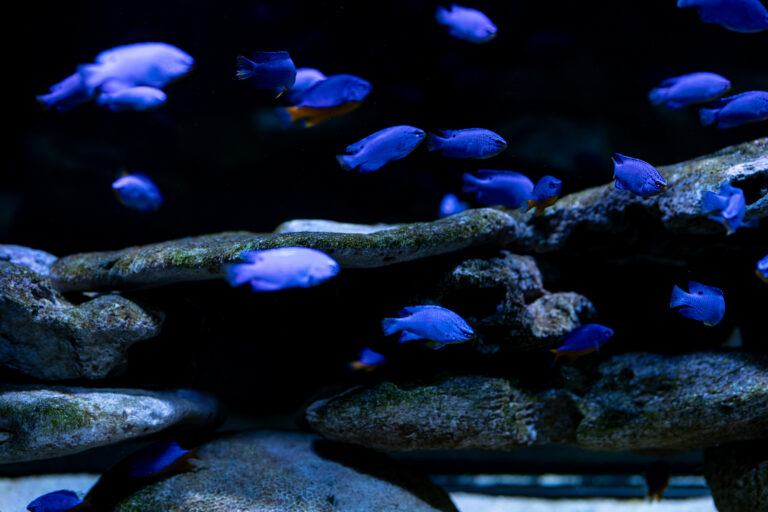 Damsel Fish