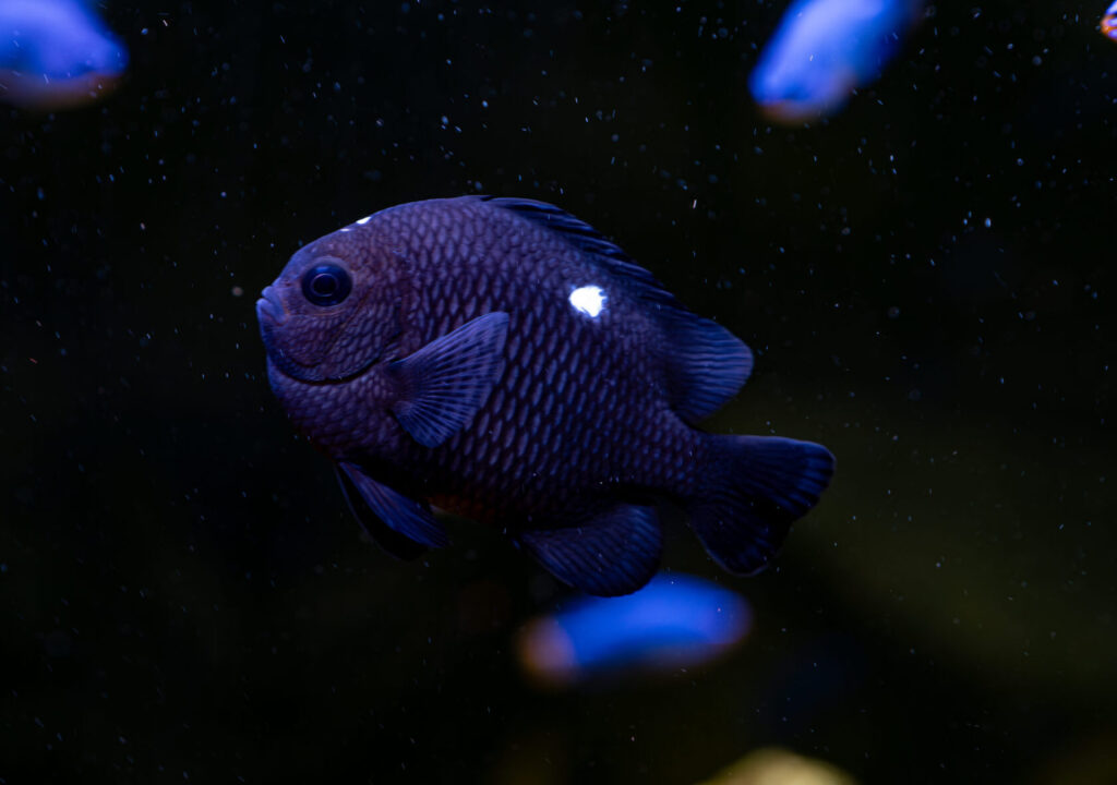 Three Spot Damsel Fish