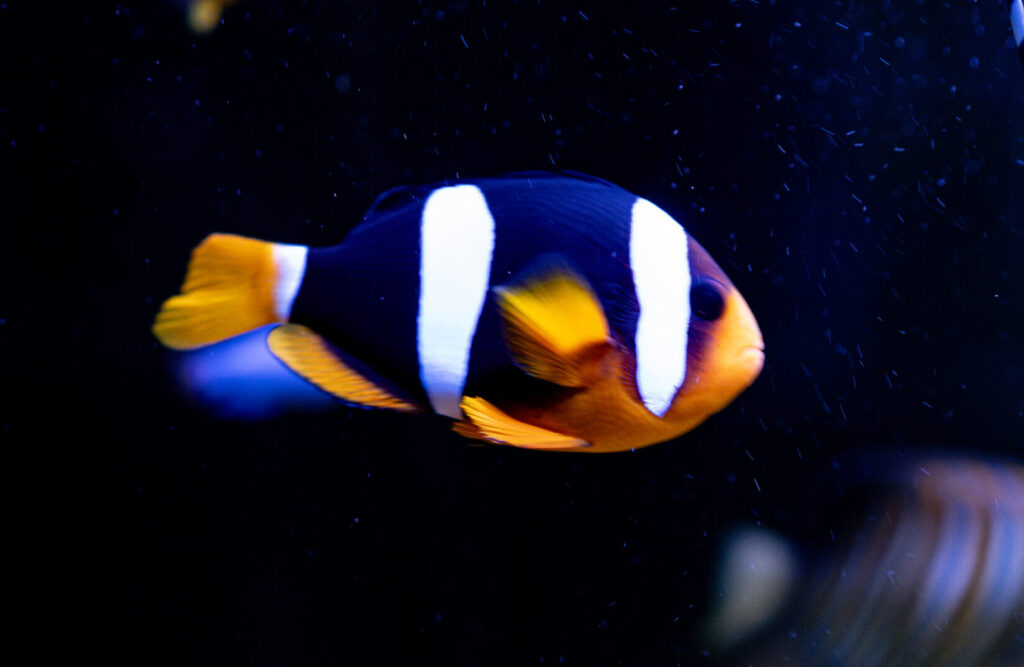 Clarkii Clown Fish