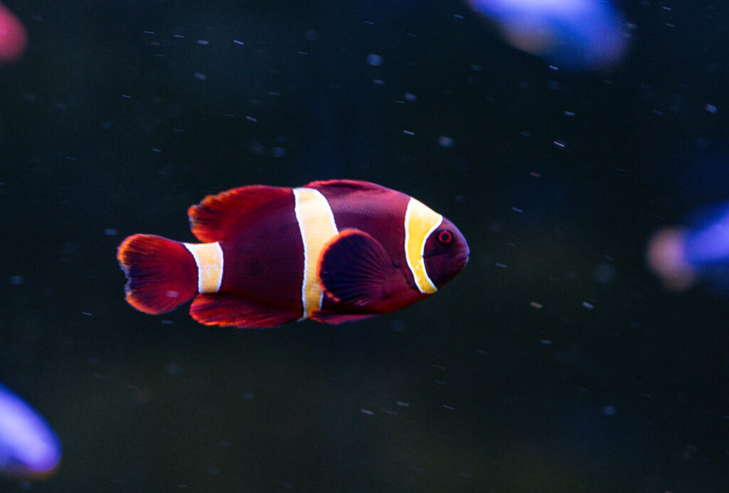 Goldstrip Maroon Clown Fish