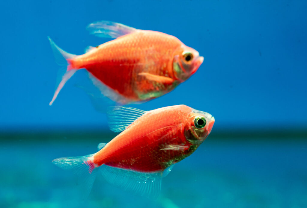 Red Glow Tetra