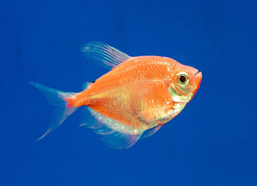 Orange Glow Tetra