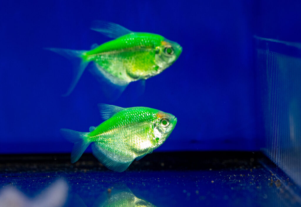 Green Glow Tetra